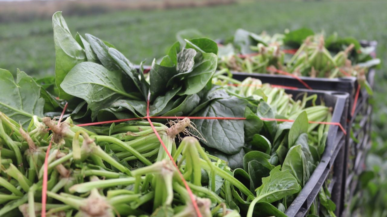 Ispanak fiyatları tarladan pazara fırlıyor!