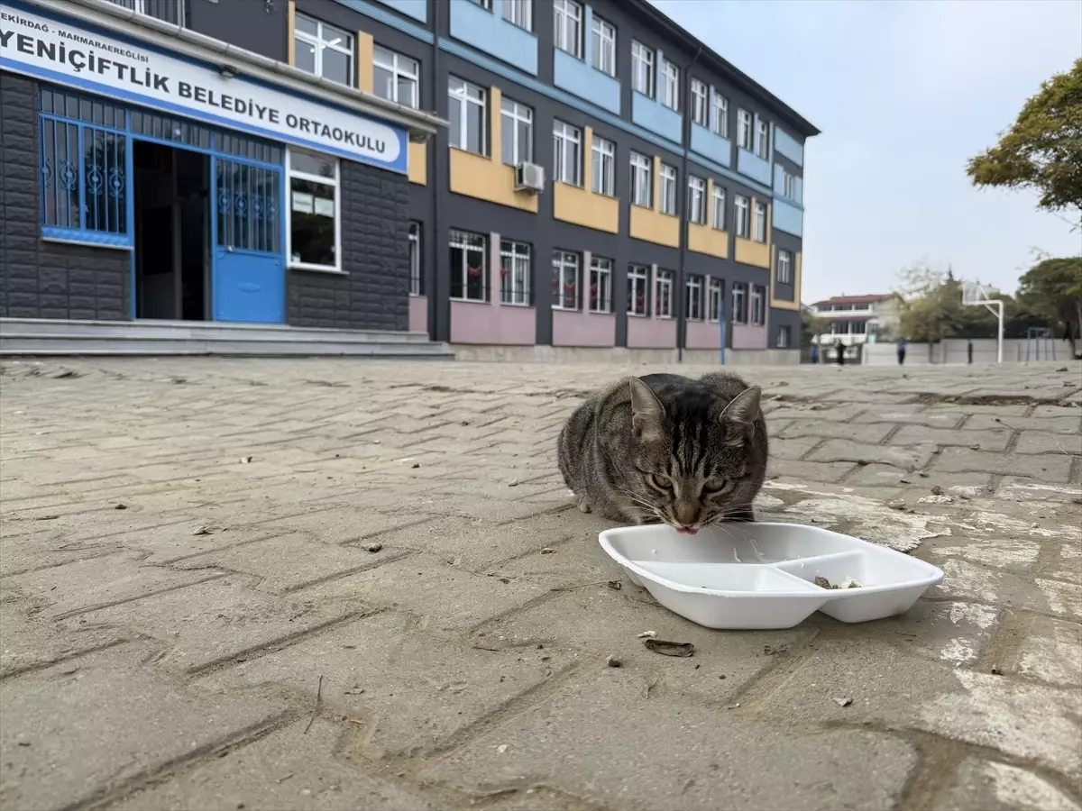 Kedilere Sevgiyle Bakıyor