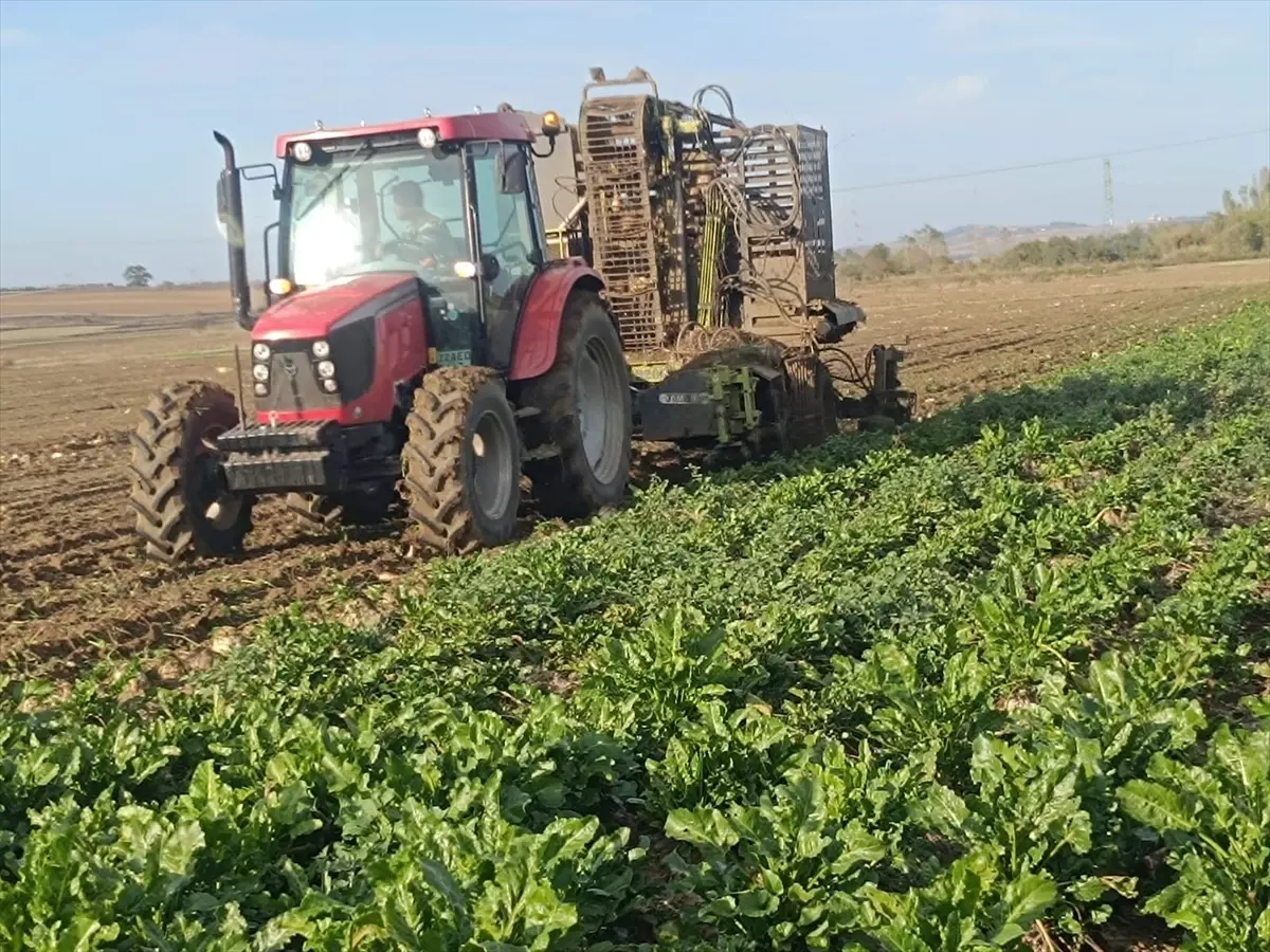 kesanda pancar hasadi devam ediyor Wh1LWtKF.jpg