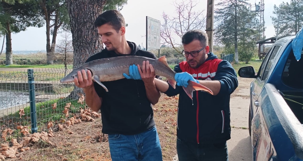 Nesli tükenmek üzereydi: Meriç Nehri’nde yakalandı
