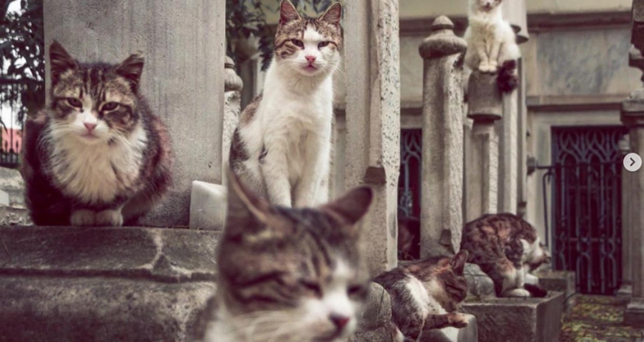 İstanbul İtfaiyesi’nden kediler için uyarı