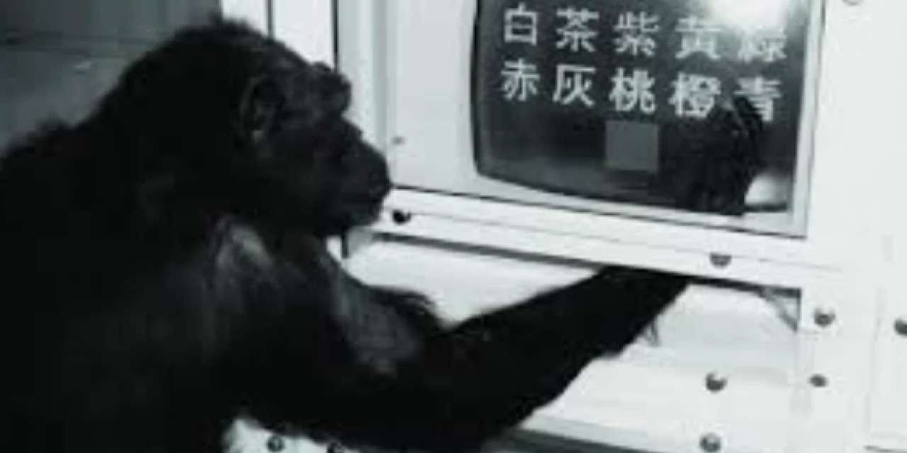 Dahi şempanze Ai 49 yaşında öldü